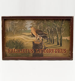 Antique American Folk Art Painting on Board of Eagle on Perch Pennsylvania Origin Antique American Folk Art Painting on Board of Eagle on Perch Pennsylvania Origin